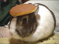 I have nothing more to add, so here is a bunny with a pancake on it's head.